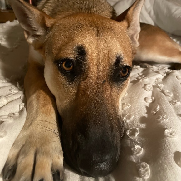 Meet your Posher, Lilly - Picture 1 of 1